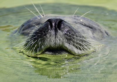 zeehond texel nederland